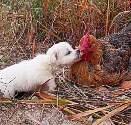 Il cucciolo di cane è ossessionato dalla gallina: vorrebbe che fosse la sua mamma