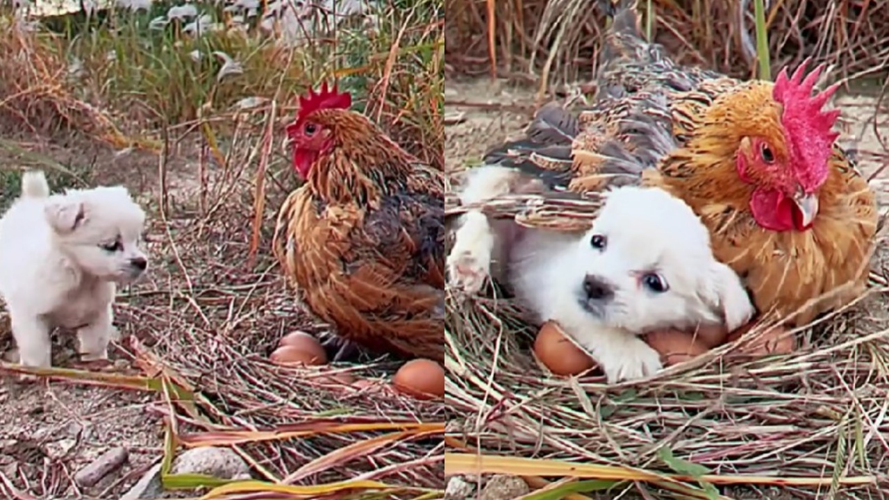 gallina e cucciolo di cane