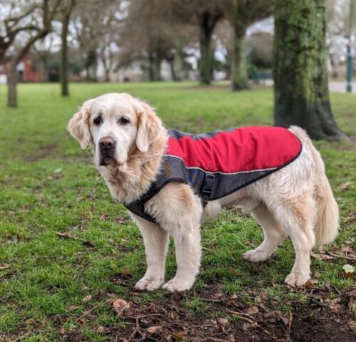 Il loro amato cane muore e i padroni decidono di dare ad altri cani le palline che raccoglieva nel parco