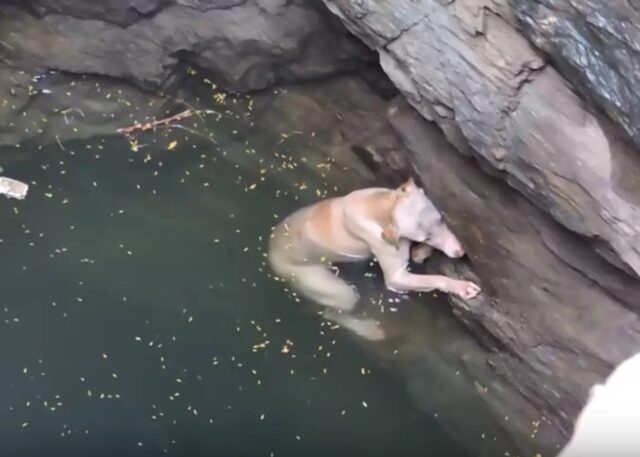 Immerso nell’acqua di questo pozzo, il cane sembrava spacciato: è servito un grande aiuto