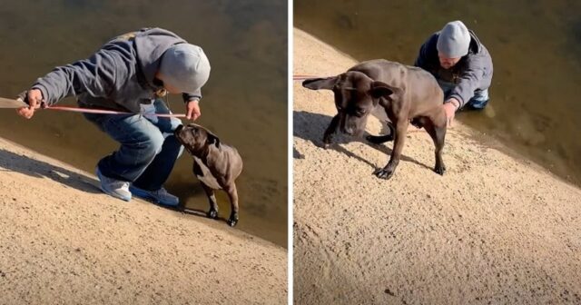 La Pitbull viene abbandonata in un canale e resta per giorni seduta nello stesso posto