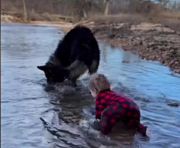 La bambina è cresciuta con cinque cani e ogni tanto pensa di essere una di loro anche lei