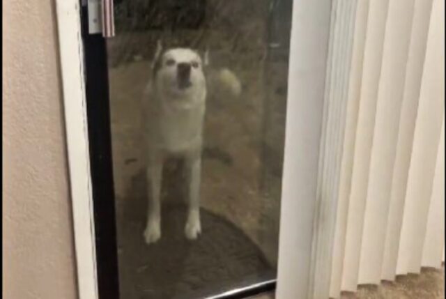 Nessuno gli impedirà di entrare: questo Husky sa come far capire che il suo posto è in casa