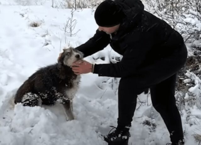 Questa cagnolina ha chiesto aiuto a un uomo per salvare i suoi amati cuccioli dal freddo