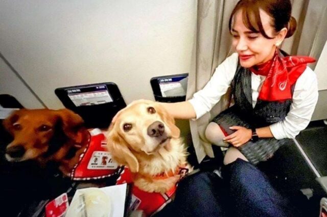 Questi cani sono degli eroi e Turkish Airlines ha deciso di ricompensarli così