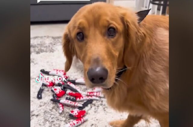 Questo cane adora sentire una parola molto inquietante, eppure tutti quanti lo adorano