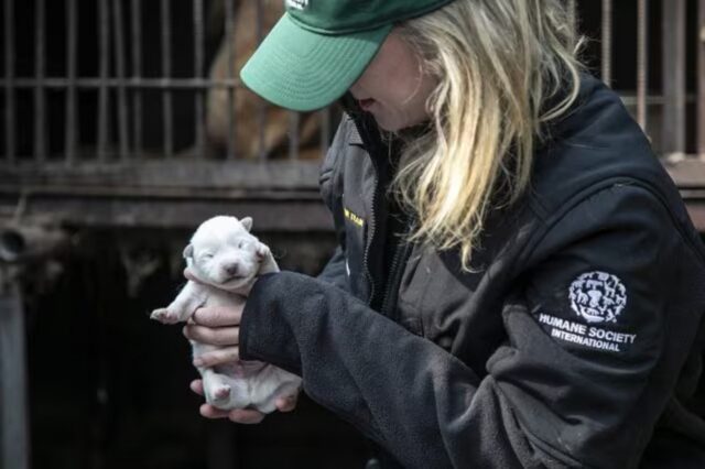 Chiude un altro allevamento di cane “da carne” in Corea. Ma la strada è ancora lunga