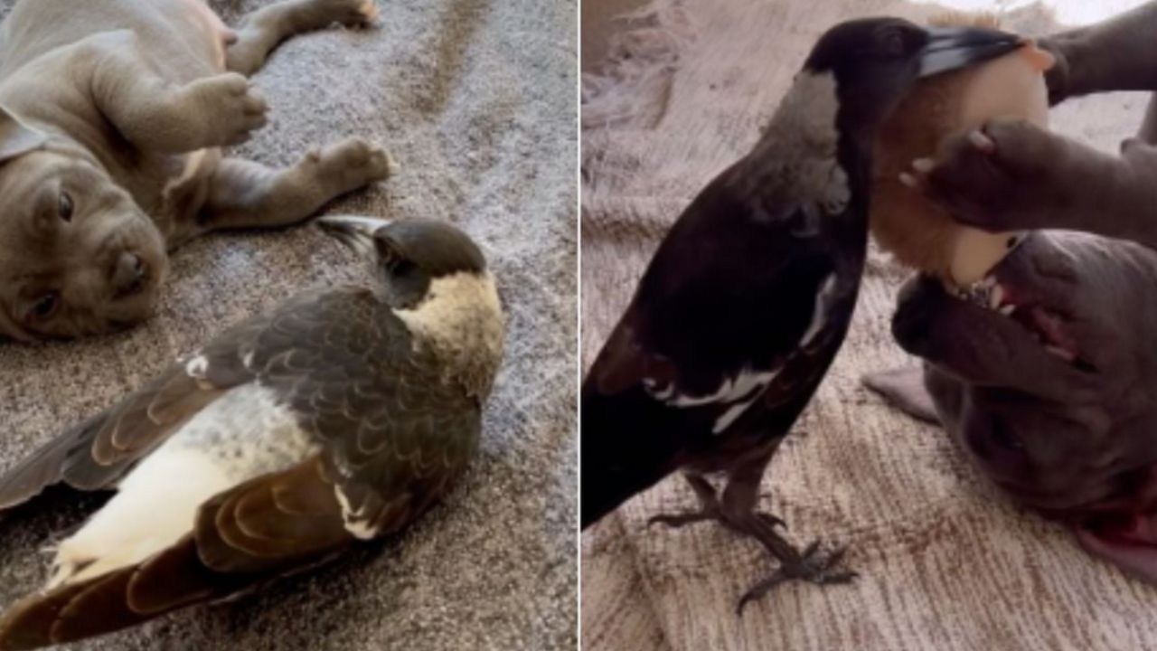 cagnolino e gazza sul tappeto