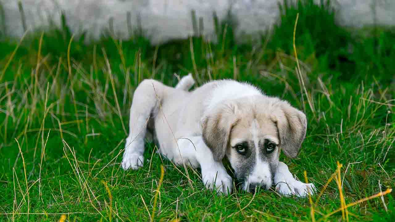 Cane sul prato sdraiato a terra