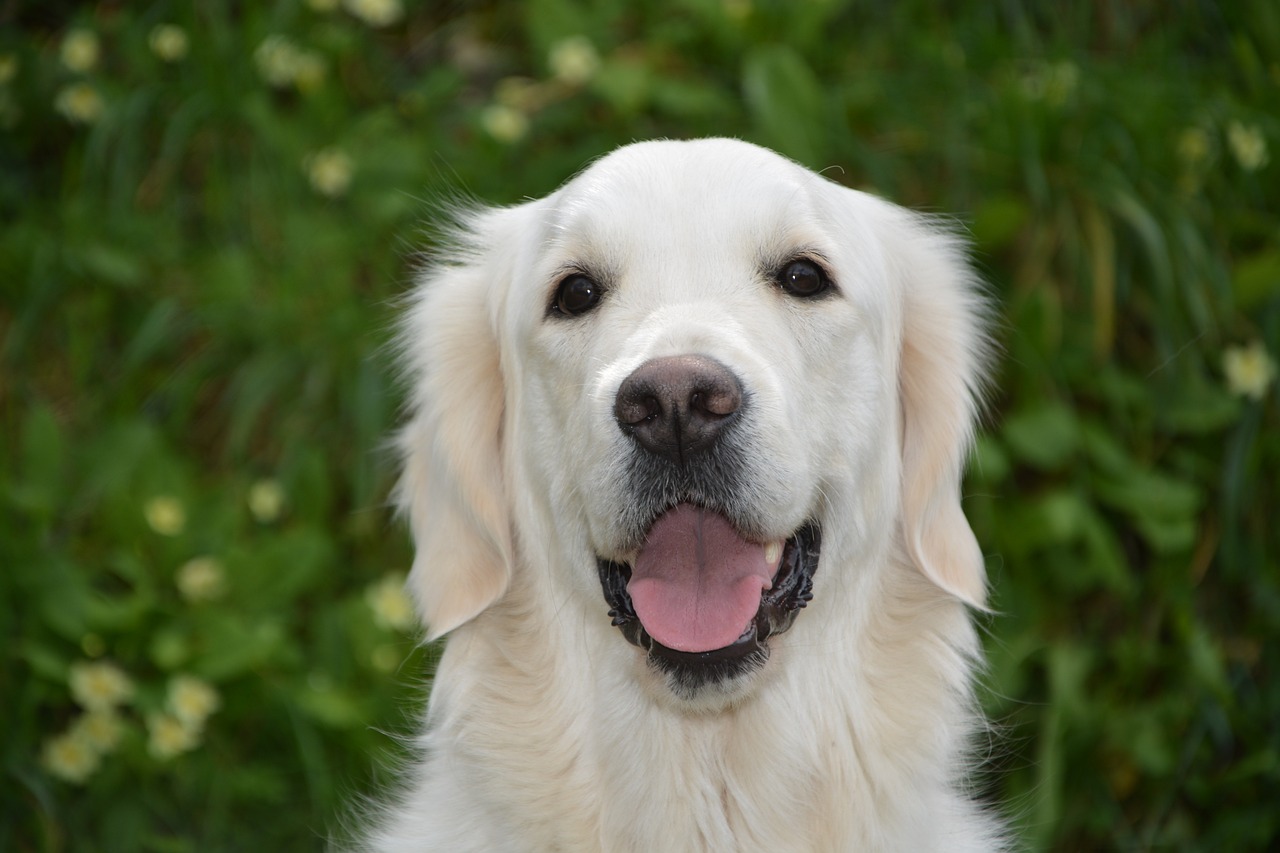 Cane felice bianco