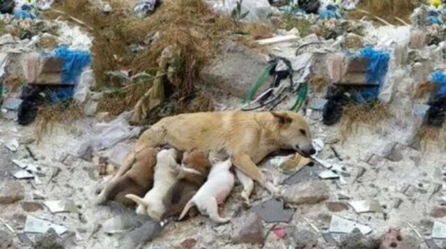 Questa cagnolona randagia con le zampe rotte aspettava senza forze che qualcuno aiutasse lei e i suoi cuccioli