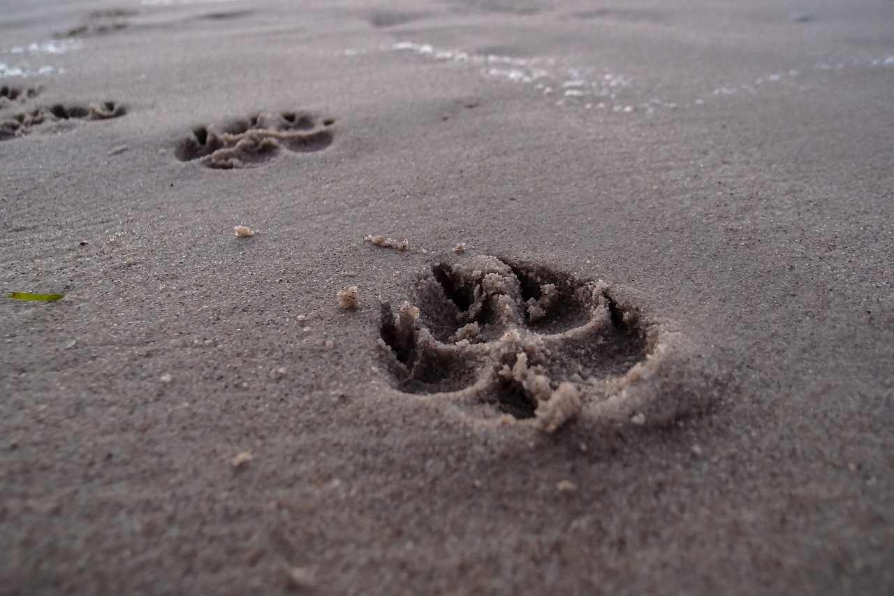 Impronte del cane sulla sabbia