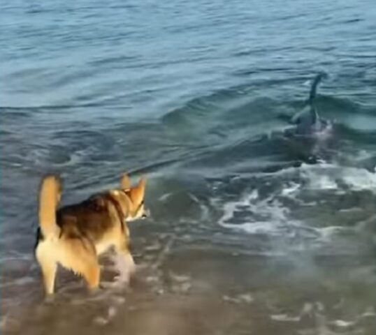 La forza della natura: un cane e un delfino giocano sulla spiaggia e fanno impazzire chi li guarda