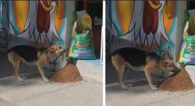 Il cane randagio vede un sacco di croccantini e ne approfitta per mangiare pensando che nessuno lo veda