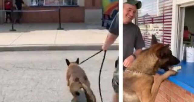 Il serissimo cane poliziotto diventa un cucciolone quando scopre che sta per mangiare un gelato