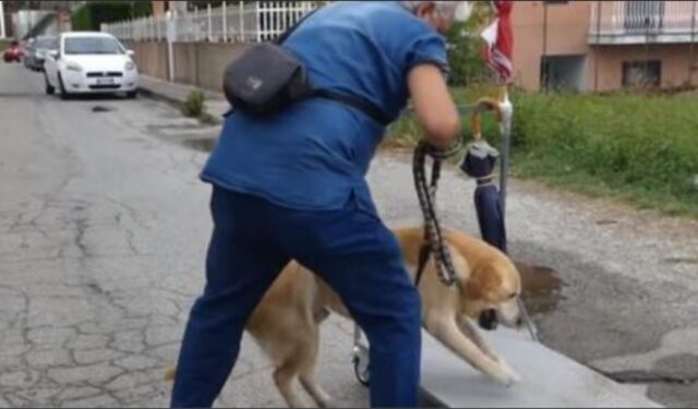 Pur di far passeggiare il suo cane disabile, quest’uomo costruisce un carrello fatto apposta per lui