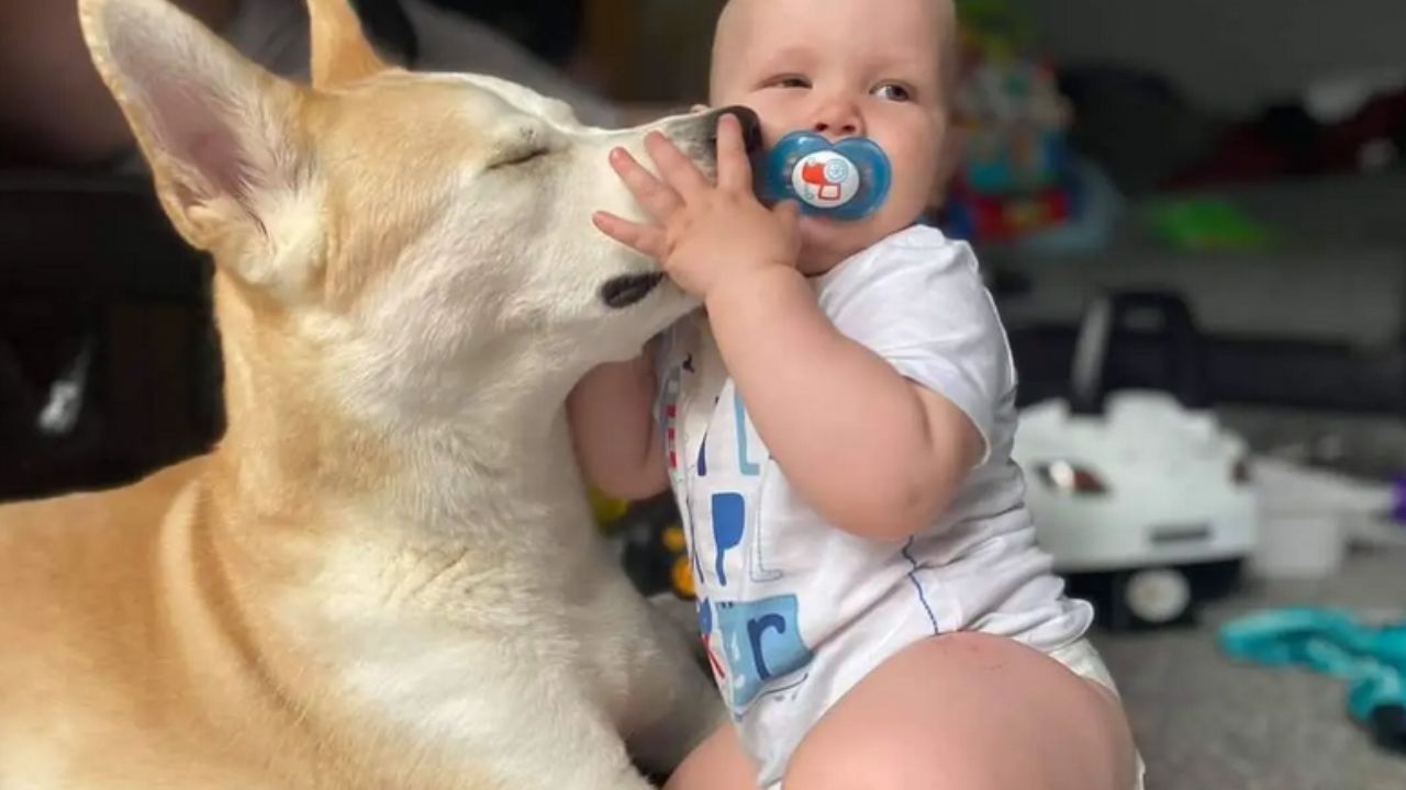 bimbo e cane che si fanno le coccole