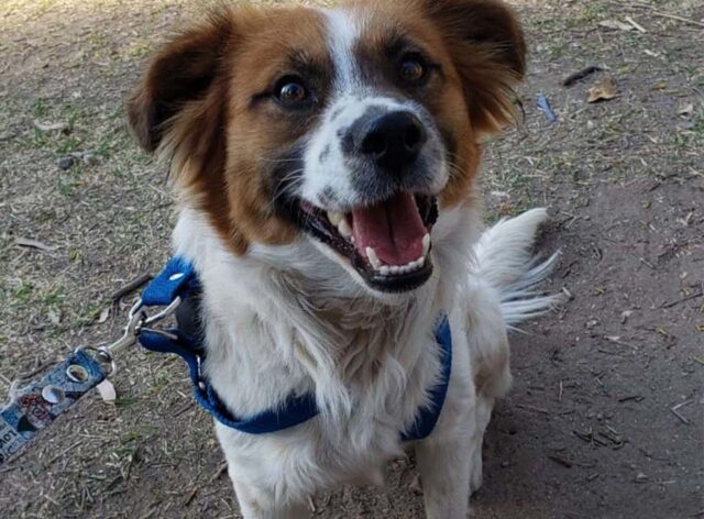 Il cane conduce i soccorritori fino a davanti a un cartello affisso sulla porta di un edificio