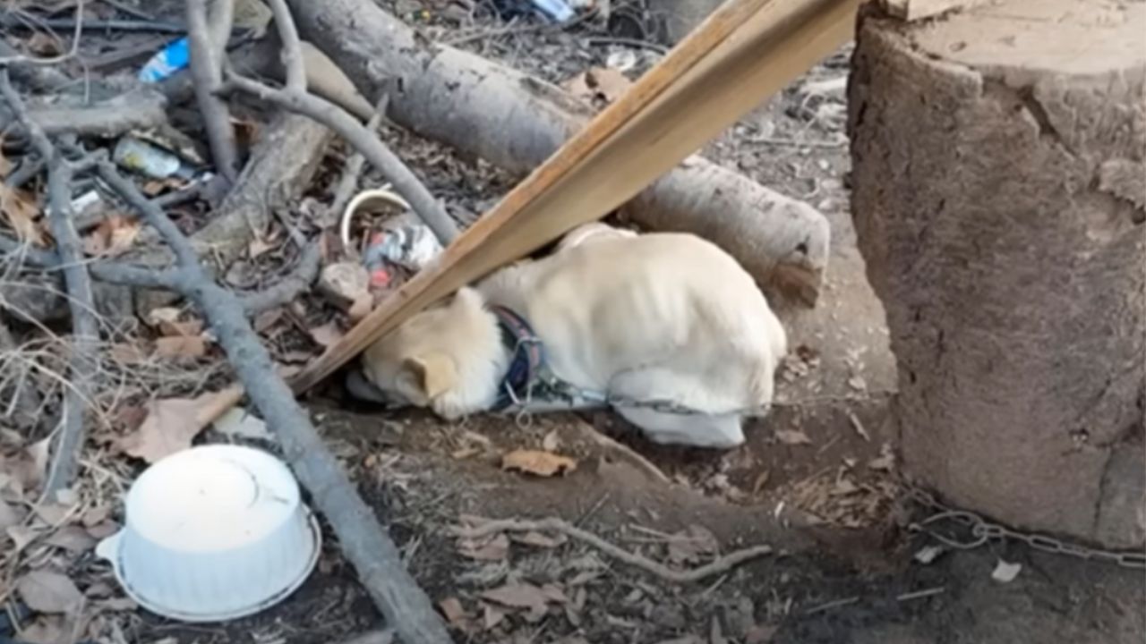 cane tra i rifiuti