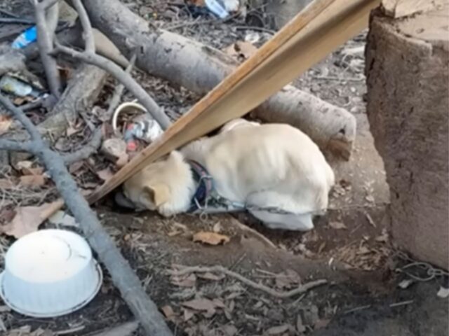 Trascurato e maltrattato per tutta la sua vita, questo cane voleva solo scomparire dalla faccia della Terra