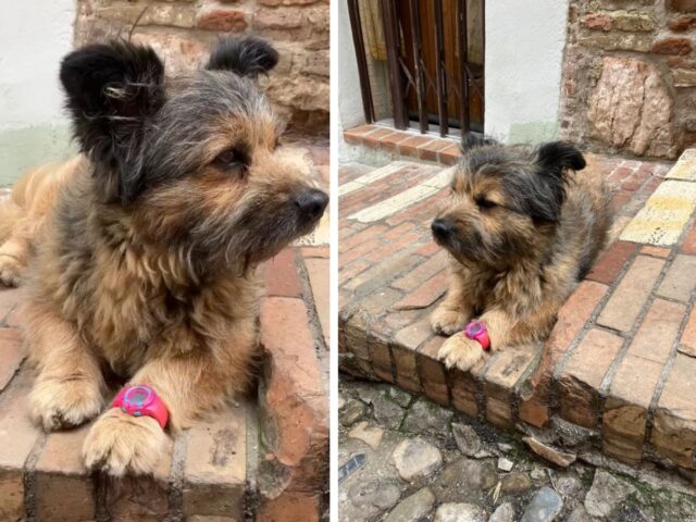 Lui è Francesco, il cane di Perugia che va in giro con l’orologio