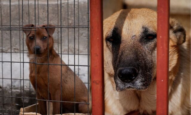 Forse ci siamo, buone notizie: Giacarta sta per mettere al bando il commercio di carne di cane