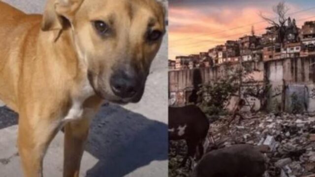 Porta a casa un cane, ma scappava ogni notte. Quando lo ha seguito è rimasta interdetta