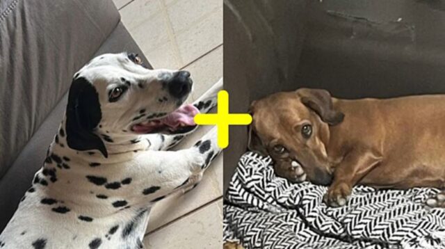 Una cucciolata fuori dal comune: un Bassotto e un Dalmata si uniscono e ci donano dei pelosetti alquanto speciali