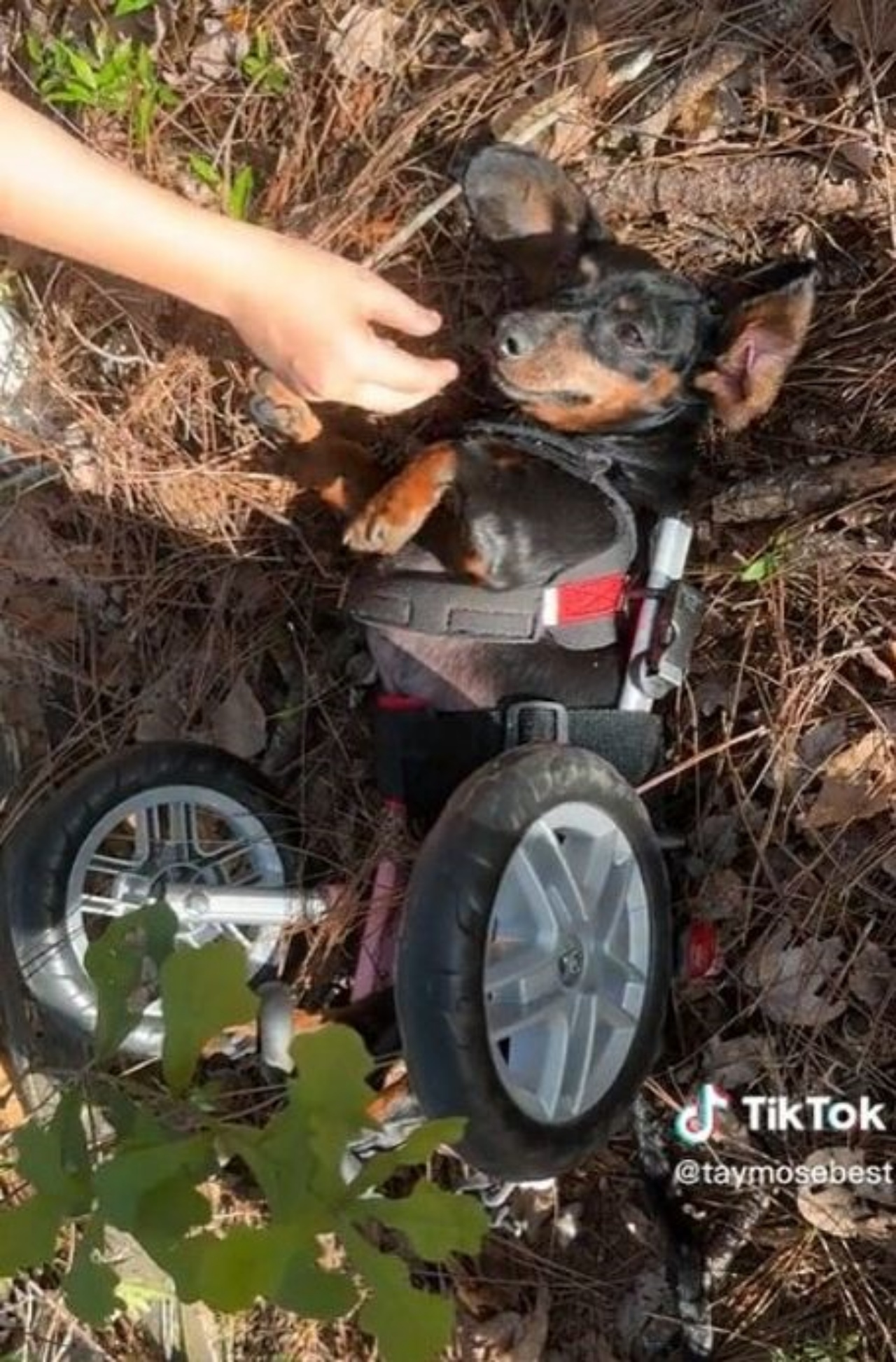 Un Bassotto di nome Chili a terra con la sua sedia a rotelle