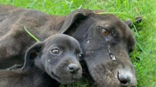 La mamma e i suoi cuccioli erano esausti: la cagnolona era stanca e straziata