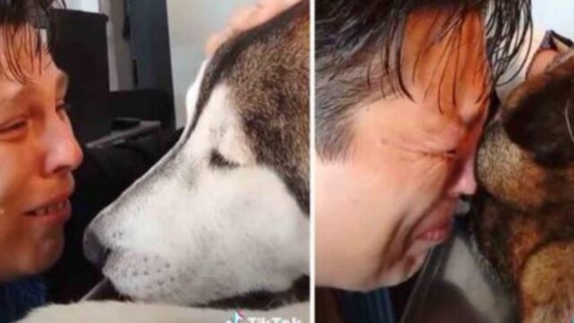 Dice addio al suo Husky dopo 12 anni insieme: “So che mi hai amato quanto ti ho amato io”