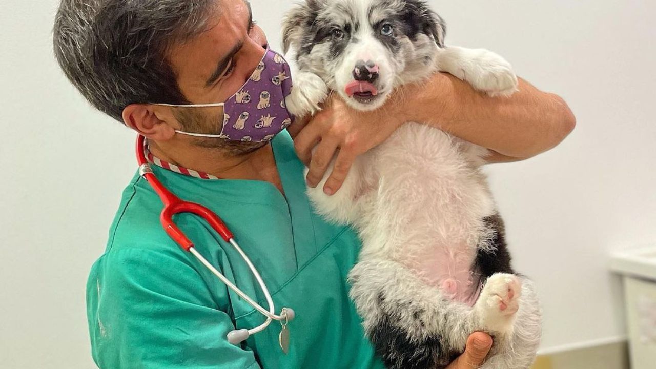 Veterinario con un cagnolino