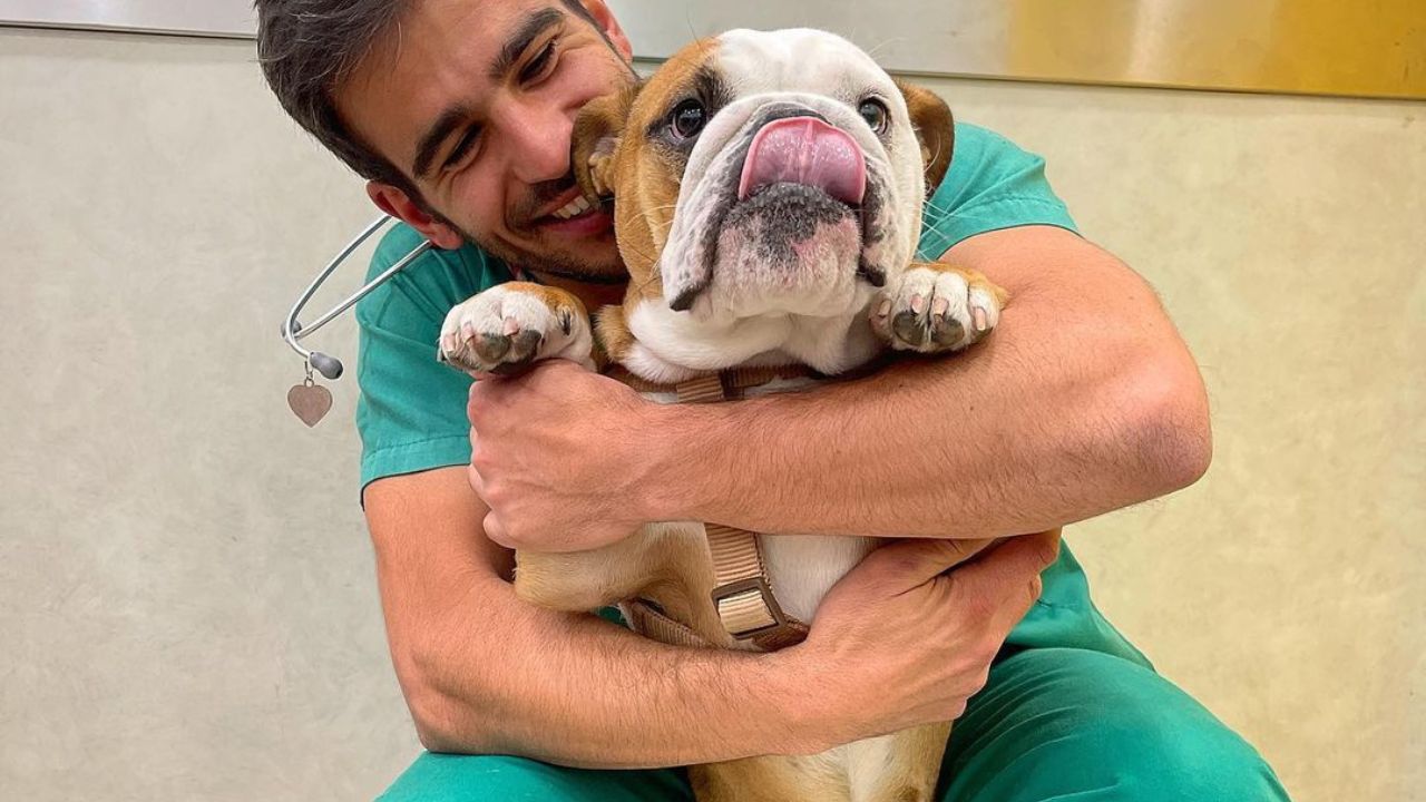 Veterinario con un Pitbull