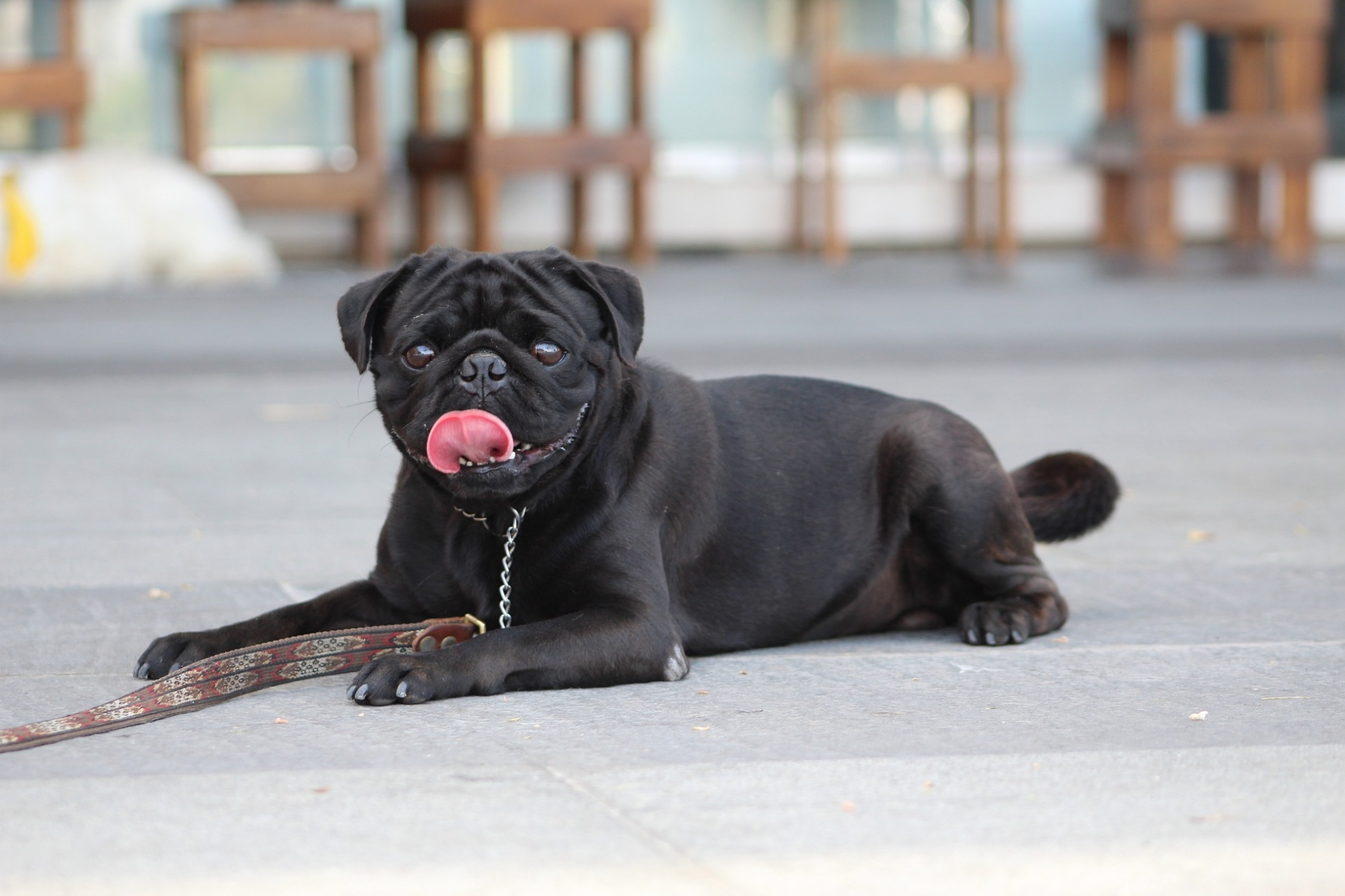 cagnolina