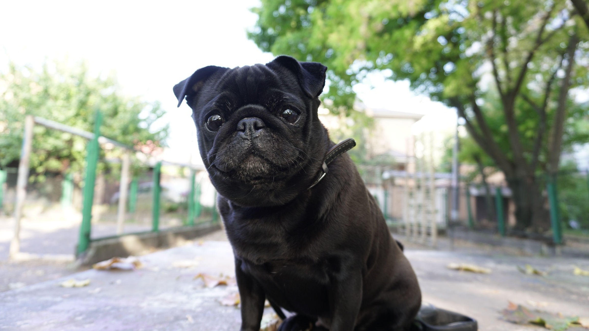 cagnolina nera