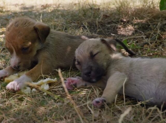 Erano spacciati: questi cuccioli di cane sono stati salvati durante un’ondata di calore