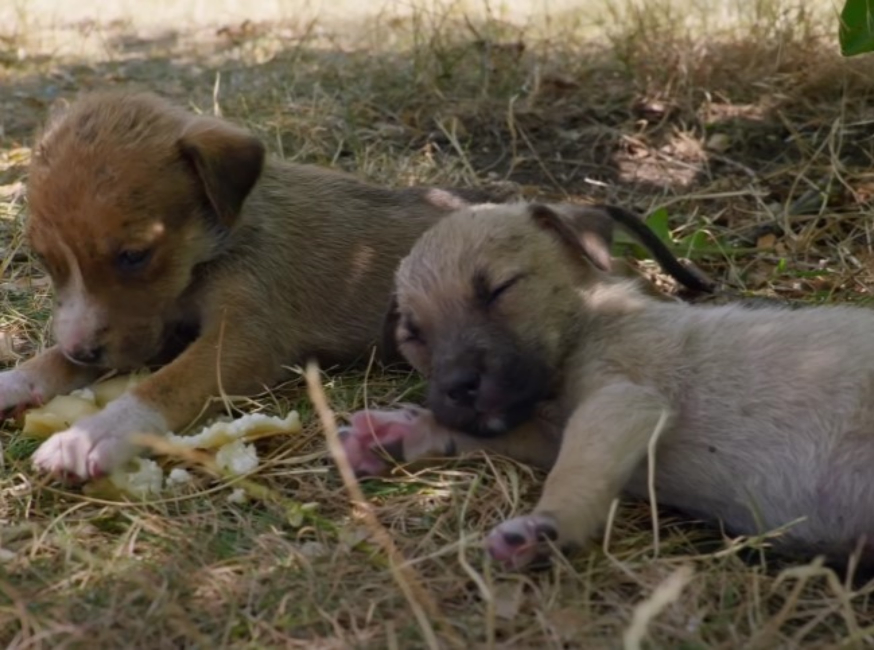 cuccioli di cane