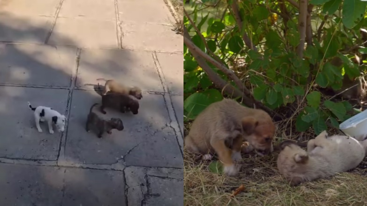 cuccioli di cane abbandonati