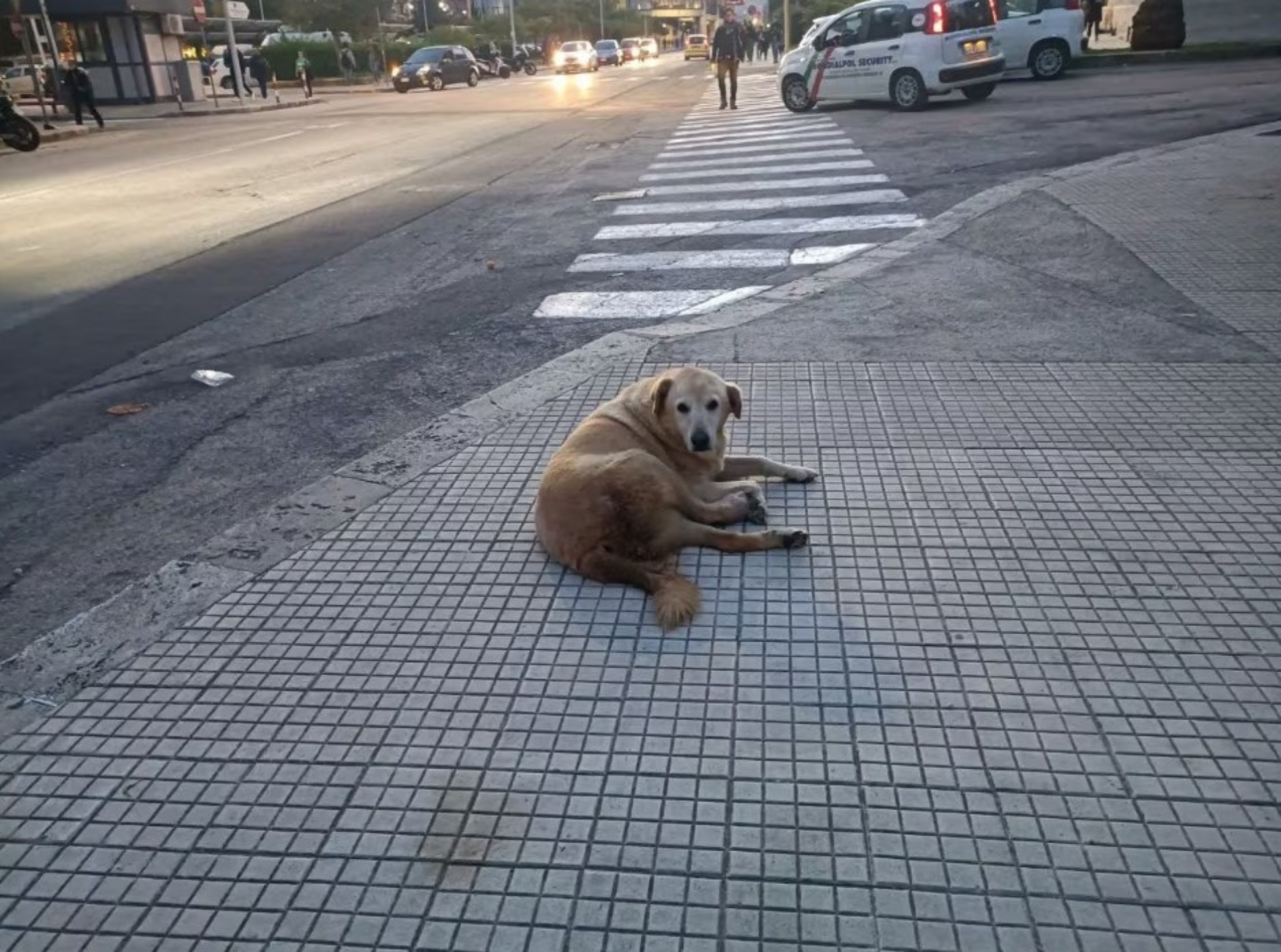 cagnolina in strada