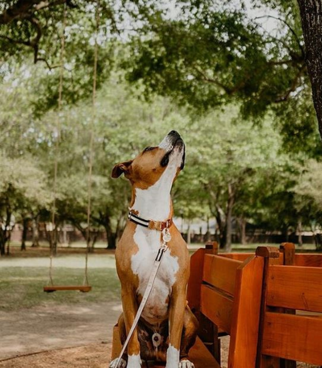 Un cane di nome Harvey