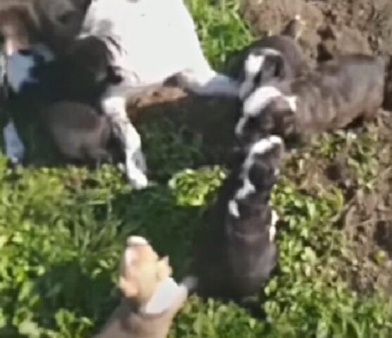 I cuccioli di cane erano in una grotta, disperati: il loro grido di aiuto era acutissimo