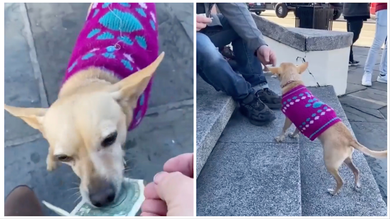 Cagnolino raccoglie i soldi