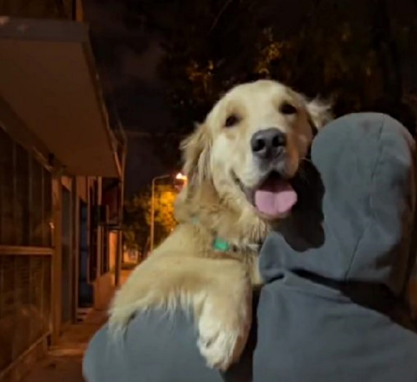 cagnolino e umano