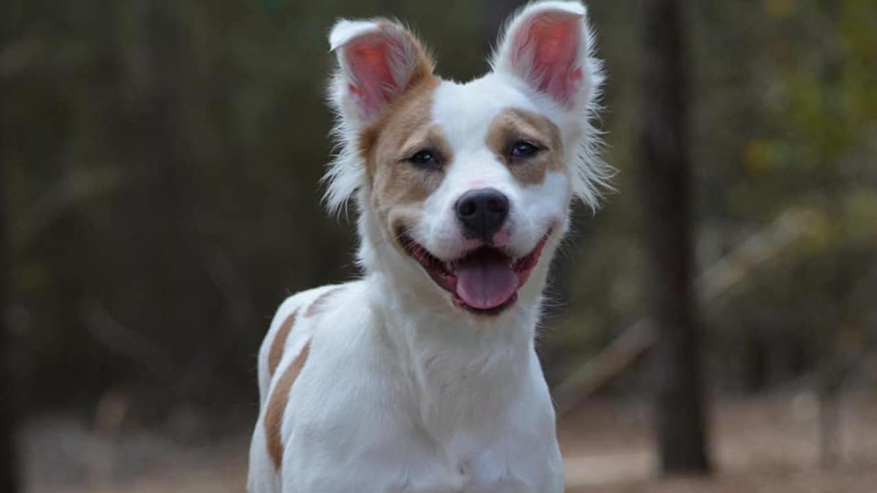 Cagnolino