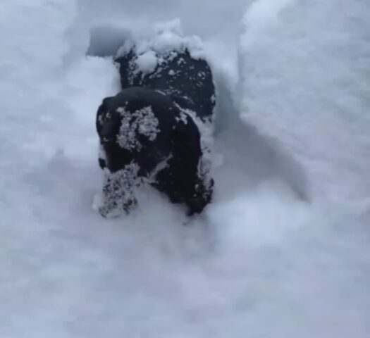 Il cane entusiasta esce di casa ma viene “inghiottito” dalla neve: meglio fare attenzione