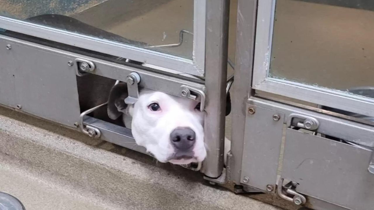 Cagnolino mette la testa fuori dalla gabbia