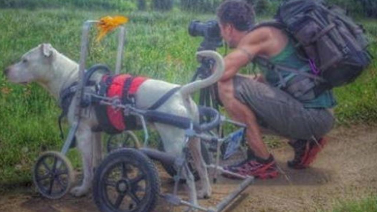 un cane fantastico