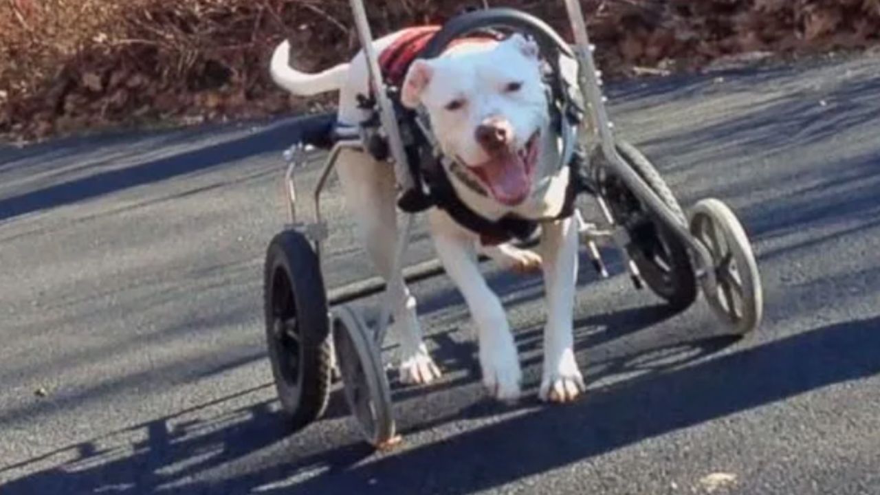 un cane che non può camminare 