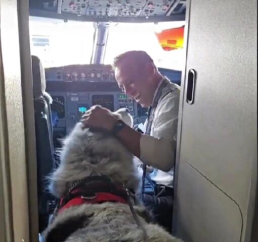 Il cane viaggia in aereo e conquista tutti i passeggeri: fa persino la foto con il pilota