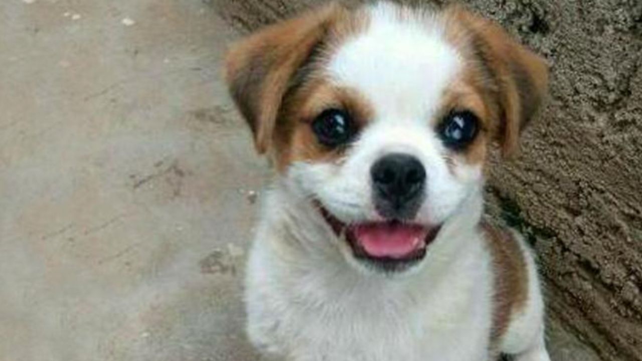 un cane sorridente 